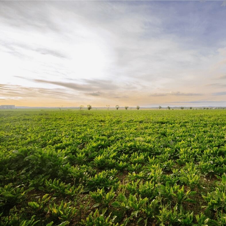Jednoduchá investice do vlastního zemědělského pozemku