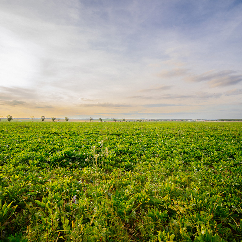Zemědělský pozemek na prodej pro vás najdeme kdekoliv v kraji Vysočina